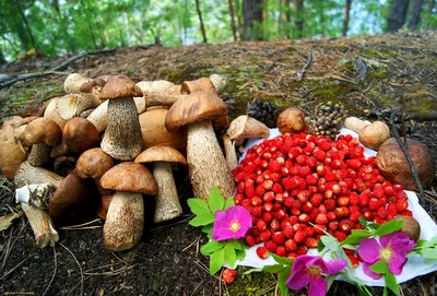 Грибы и ягоды (57 лучших фото)