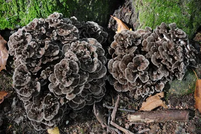 Фотокаталог грибов: Грифола курчавая (Grifola frondosa)