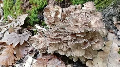 Грифола курчавая (Grifola frondosa) - Picture Mushroom
