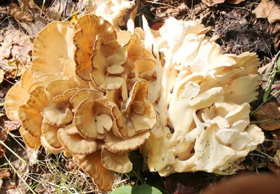MacroID.RU - Грифола курчавая, Grifola frondosa