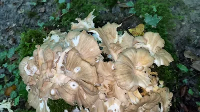 Грифола Курчавая, Съедобные Грибы Polyporus Whidele Khown На Дальнем  Востоке И В Северной Америке. Фотография, картинки, изображения и  сток-фотография без роялти. Image 66200963