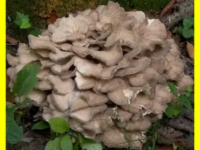 Grifola frondosa (Грифола курчавая, Гриб-баран), September 26, 2021 -  YouTube