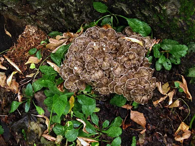 Wiki Nature - Грифола курчавая Grifola umbellata. Крупный, иногда даже  огромный гриб. Из короткой, толстой ножки растут сильно разветвленные,  беловатые ветки, заканчивающиеся шляпками диаметром от 2 до 4 см (у  некоторых экземпляров