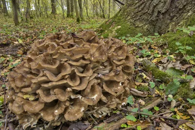 Грифола курчавая (гриб-баран) - Grifola frondosa. Включен в Красную книгу  Российской Федерации и многие региональные.. | ВКонтакте