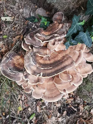 MacroID.RU - Грифола курчавая, Grifola frondosa, гриб баран.