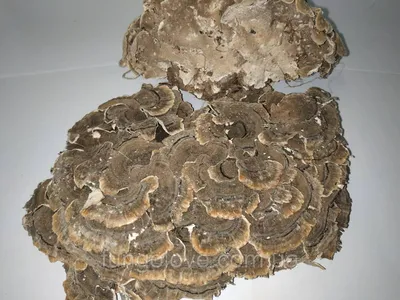 Фотокаталог грибов: Грифола курчавая (Grifola frondosa)