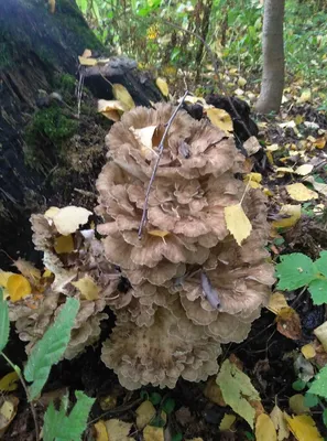 MacroID.RU - Грифола курчавая, Grifola frondosa
