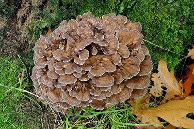 Грифола курчавая (Grifola frondosa) - грибы России