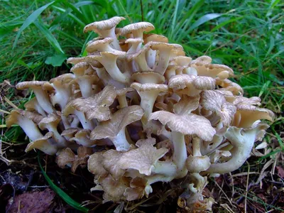 MacroID.RU - Грифола курчавая, Grifola frondosa, гриб баран.