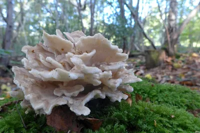 Грифола курчавая (Grifola frondosa) - грибы России