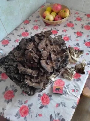 Грифола курчавая (Grifola frondosa) - грибы России