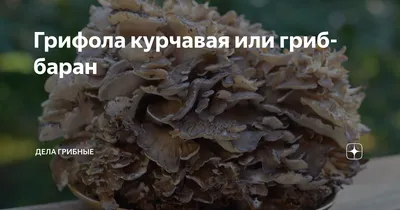Мейтаке, грифола курчавая – ЭКСТРАКТ, 100% чистота, запас на 5-6 МЕСЯЦЕВ,  полезен при диабете, чистит печень, снижает боль, при менопаузе, баланс  гормонов, ИЗ ГЕРМАНИИ
