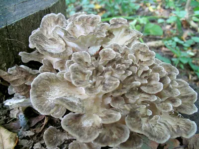 MacroID.RU - Грифола курчавая, Grifola frondosa, гриб баран.
