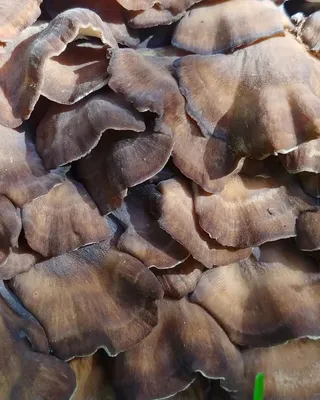 MacroID.RU - Грифола курчавая, Grifola frondosa, гриб баран.