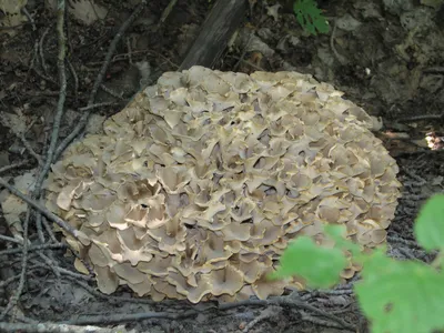Фотокаталог грибов: Грифола курчавая (Grifola frondosa)