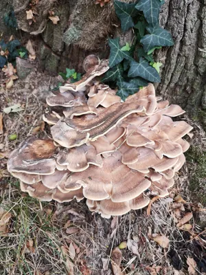 Grifola frondosa, Грифола курчавая (гриб-баран)