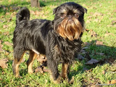 Брюссельский гриффон (Brussels Griffon) - это веселая, дружелюбная и  немного капризная порода собак. Фото, описание и отзывы.