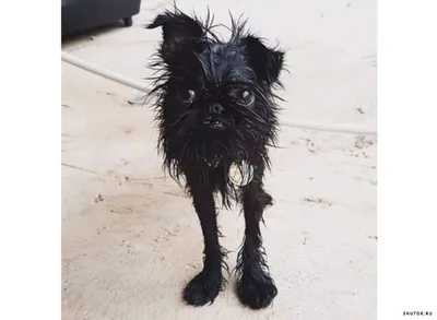 Брюссельский гриффон: описание 🐕 породы собак, характер, фото