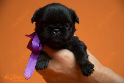 Бельгийский грифон 132177 Коллеге дочь подарила собачку — маленькую такую,  черненькую. Редкая по
