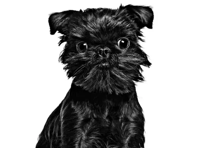 маленькая собака породы брабант грифон Стоковое Фото - изображение  насчитывающей портрет, довольно: 223089084