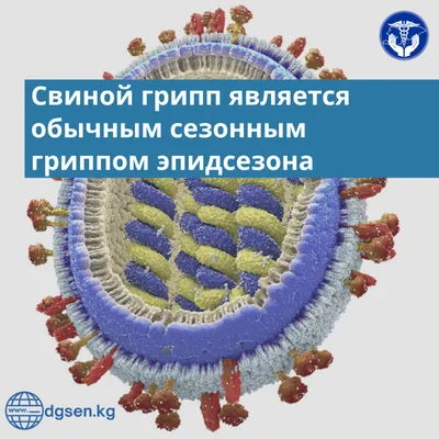 Грипп - симптомы и профилактка - СПб ГБУЗ \"Кожно-венерологический диспансер  №9\"