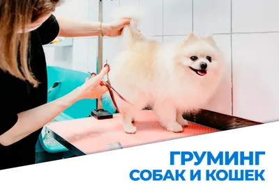 Почему так долго длится груминг животного? | Animal Spa - зоосалон, груминг,  стрижка собак и кошек | Дзен