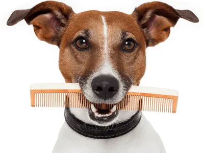 Услуги груминг-салонов для животных Стрижка собак - «Взгляд изнутри. Салон  vs частный грумер. » | отзывы