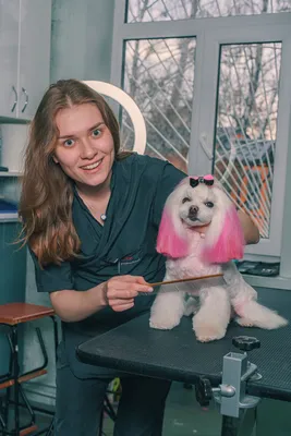 Груминг собак и кошек - Ветеринарная клиника Ноев Ковчег