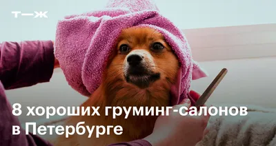 Груминг в Челябинске: стрижка кошек, котов, собак по выгодным ценам