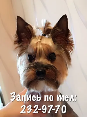 Креативный груминг, окрашивание собак собак в Москве - узнать цены |  shelbygrooming.ru
