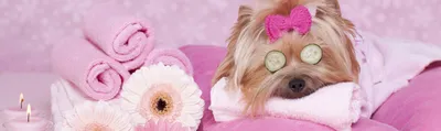 Стрижка собак в Киеве, груминг собак Киев | Зоосалон и школа груминга  All-Grooming. Груминг и обучение стрижке собак