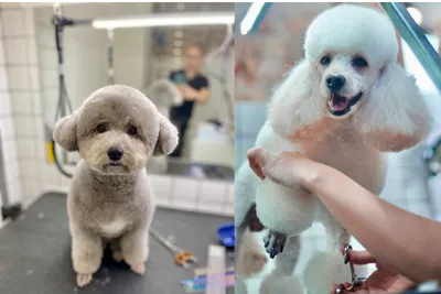 Стрижка собак в Киеве, груминг собак Киев | Зоосалон и школа груминга  All-Grooming. Груминг и обучение стрижке собак
