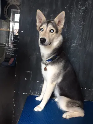 Груминг. Стрижка собак в Киеве - цена на стрижку для собак, Barber Pet