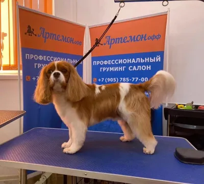Груминг собак: что это такое, для чего нужен, какие процедуры включает, где  проводится | Mikki. Советы по уходу за курильским бобтейлом | Дзен