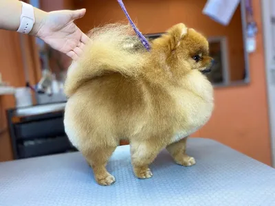 Стрижка собак крупных пород в груминг салоне \"Luxury Dogs\"