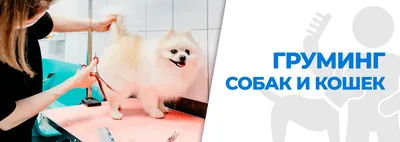 Груминг собак. 5 нюансов которые помогут снизить стресс собаки после  стрижки в груминг-салоне | Начинаем с \"нуля\". Лея и я | Дзен