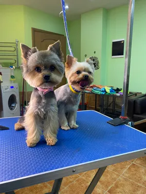 Груминг. Стрижка собак и котов - в груминг-центре Dog City | Киев