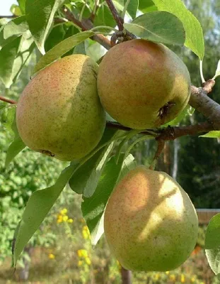 🍐 Купить Грушу по цене от 2000 руб в Москве с доставкой - интернет-магазин  Green Dvorik