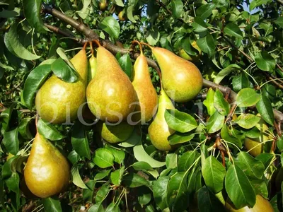 Груша Бере Боск (Beurre Bosc) ᐉ купить с доставкой почтой по Украине в  питомнике Биосад