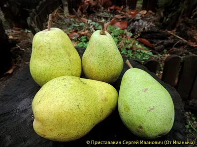 Груша домашняя Бере Киевская (Bere Kievskaya) купить в Киеве, цена —  Greensad