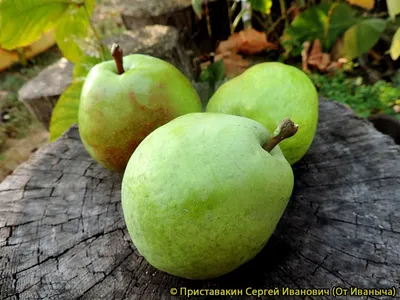 Флора-Дизайн-широкий ассортимент растений для Вашего сада\" | Купить хвойные  деревья в Уральске, Купить многолетние цветы в Уральске, Купить березу в  Уральске - Плодовые