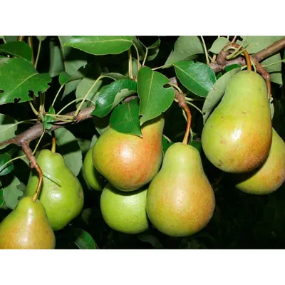 Плодовое дерево груши сорт Чижовская - купить оптом и розницу по низкой  цене с доставкой по Москве и области!