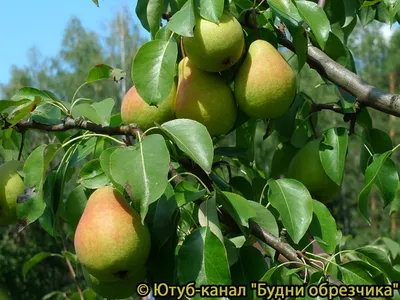 Груша дерево-сад Чижовская (Лада+Детская) - Питомник саженцев и сортовых  растений \"Мир растений\"