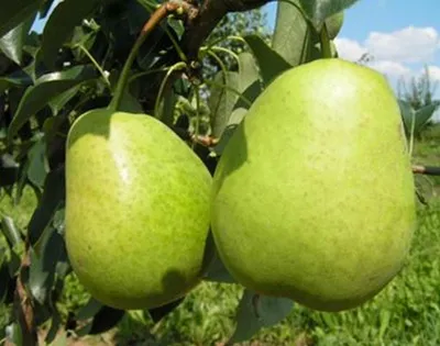 Купить груша \"кудесница\" | Питомник плодовых растений ZelenSad - Zelensad