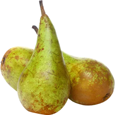 ГРУША ЛИМОНКА: купить саженцы груши лимонка почтой | PLOD.UA