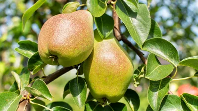 Груша Ксения с бесплатной доставкой на дом из «ВкусВилл» | Оренбург