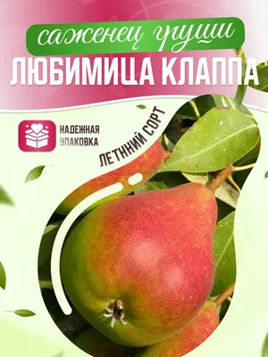 Груша «Любимица Клаппа» C4 высота 120-150 см по цене 337 ₽/шт. купить в  Краснодаре в интернет-магазине Леруа Мерлен