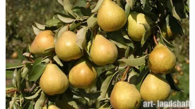 Груша Любимица Клаппа (Pyrus communis L.)