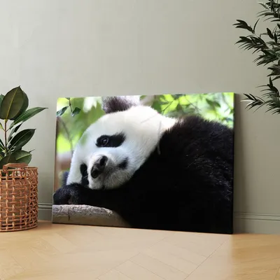 Картина на холсте (Грустная панда) 60x80 см. Интерьерная, на стену. -  купить по низкой цене в интернет-магазине OZON (1121839168)
