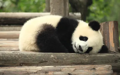 Уставшая панда (62 фото)